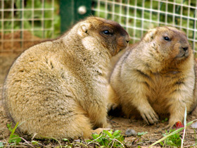 Смотреть фото Байбак Фото Байбак