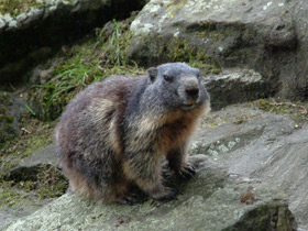 Фото Альпийский сурок