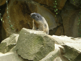 Фото Альпийский сурок