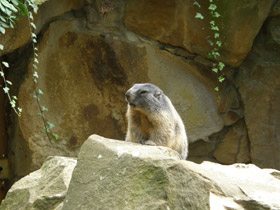 Фото Альпийский сурок