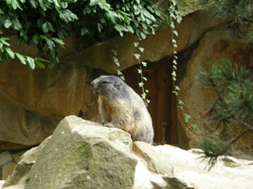 Фото Альпийский сурок