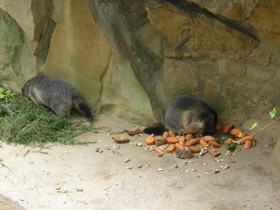 Фото Альпийский сурок