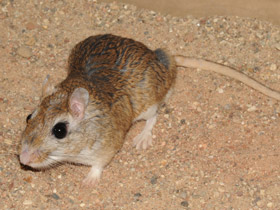 Фото Тамарисковая песчанка