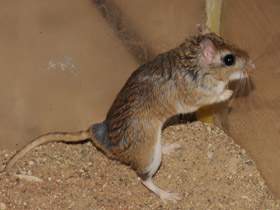 Фото Тамарисковая песчанка