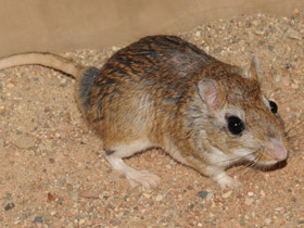 Фото Тамарисковая песчанка