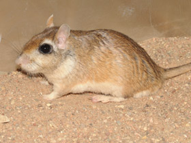 Фото Тамарисковая песчанка