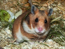 Смотреть фото Сирийский хомячок: обыкновенный зверек с необыкновенной историей Фото Сирийский хомячок: обыкновенный зверек с необыкновенной историей