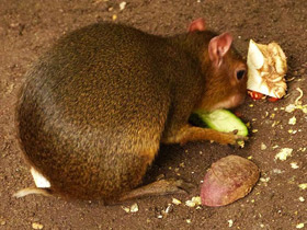 Смотреть фото Пунчана Фото Пунчана