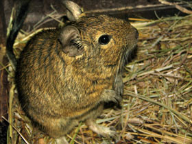 Смотреть фото Дегу: зверик из Америки Фото Дегу: зверик из Америки