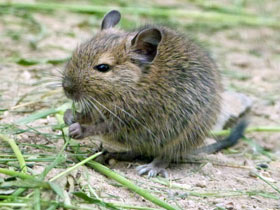 Смотреть фото Дегу: зверик из Америки Фото Дегу: зверик из Америки