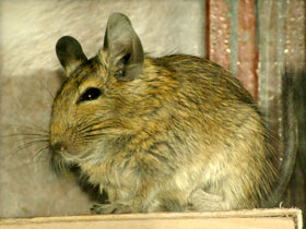 Смотреть фото Дегу: зверик из Америки Фото Дегу: зверик из Америки