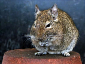 Смотреть фото Дегу: зверик из Америки Фото Дегу: зверик из Америки