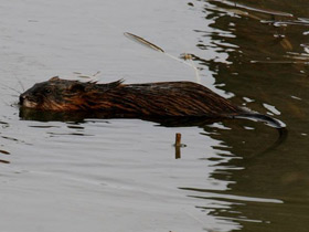 Смотреть фото Ондатра Фото Ондатра