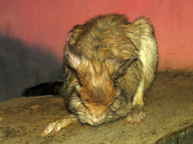 Смотреть фото Капский долгоног Фото Капский долгоног