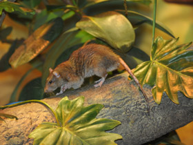 Фото Сумчатая крыса