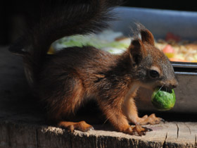 Смотреть фото Загадки для детей с ответами Фото Загадки для детей с ответами