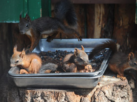 Смотреть фото 10 самых умных животных планеты Фото 10 самых умных животных планеты