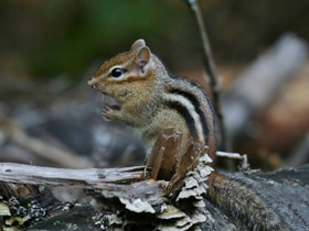 Фото Бурундук