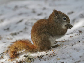 Фото Американская красная белка