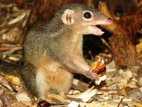 Фото Малайская тупайя