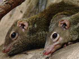 Фото Малайская тупайя