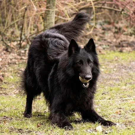 Грюнендаль