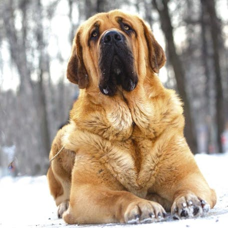 Испанский мастиф