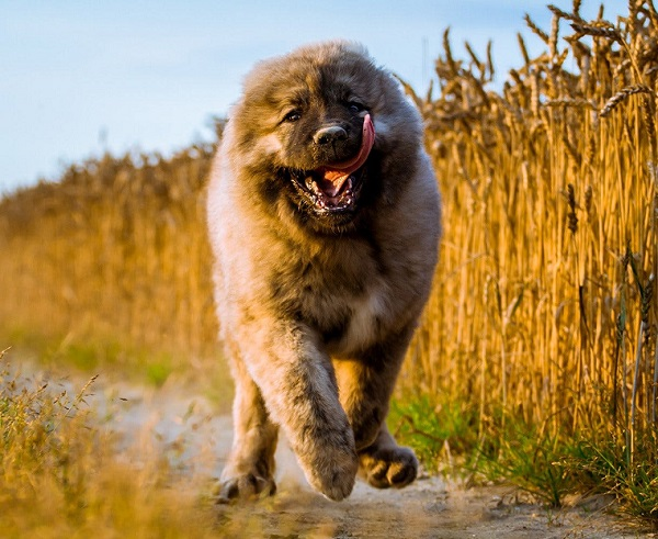 Кавказская овчарка