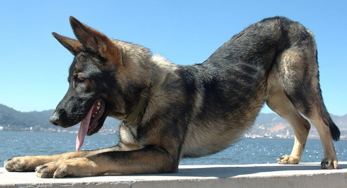 Куньминская овчарка