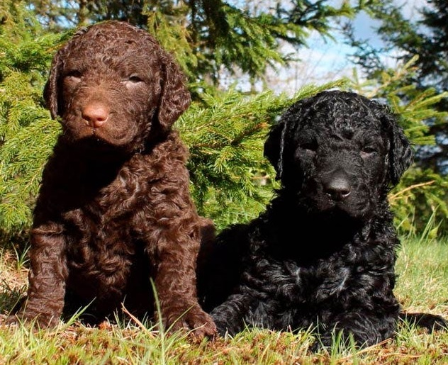 Курчавошёрстный ретривер