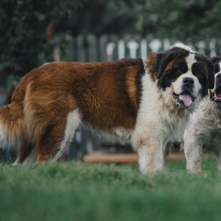 Московская сторожевая собака