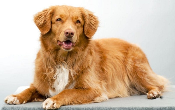 Новошотландский ретривер