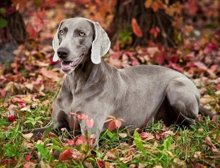 Веймаранер