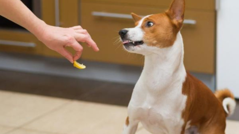 Чем отучить собаку гадить возле дома