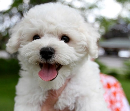 Французская болонка (болоньез)