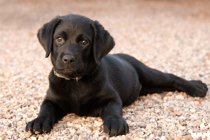 Как правильно выбрать щенка