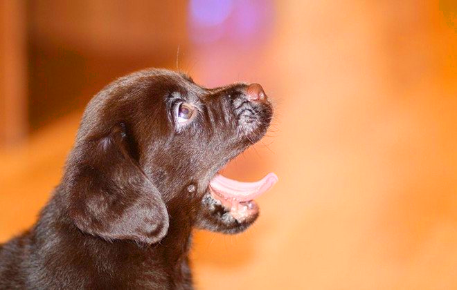 Кальцинированный творог в домашних условиях для щенка