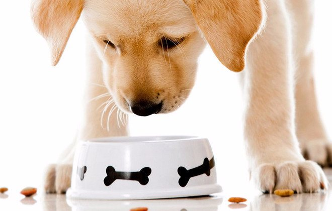 Кальцинированный творог в домашних условиях для щенка