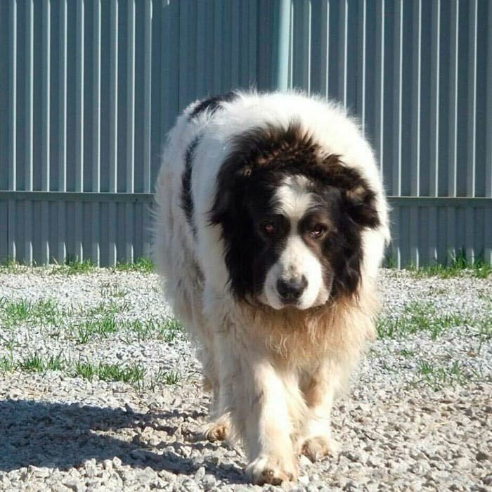 Пиренейский мастиф