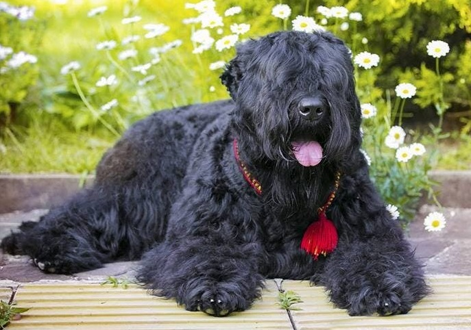 Русский черный терьер