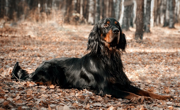 Шотландский сеттер