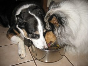 Собака из приюта: восстановление и ресоциализация