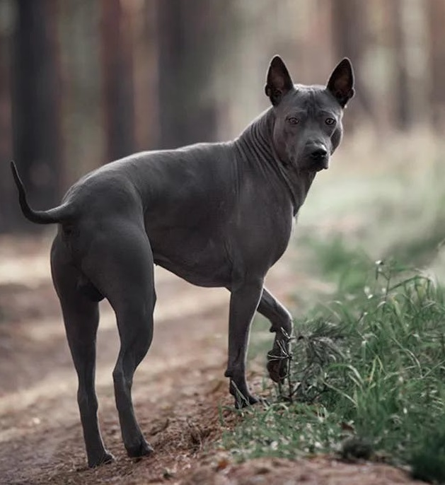 Тайский риджбек