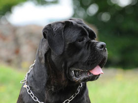 Смотреть фото История Фидо Фото История Фидо