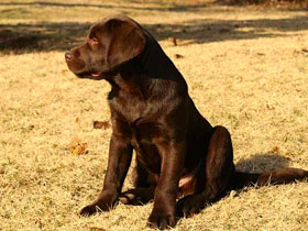 Смотреть фото Приключения Пирамуса Фото Приключения Пирамуса