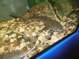 Смотреть фото Сибирский осётр Фото Сибирский осётр