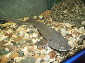 Смотреть фото Сибирский осётр Фото Сибирский осётр