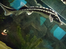 Смотреть фото Русский осётр Фото Русский осётр