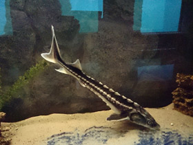 Смотреть фото Русский осётр Фото Русский осётр