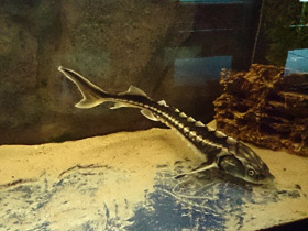 Смотреть фото Русский осётр Фото Русский осётр